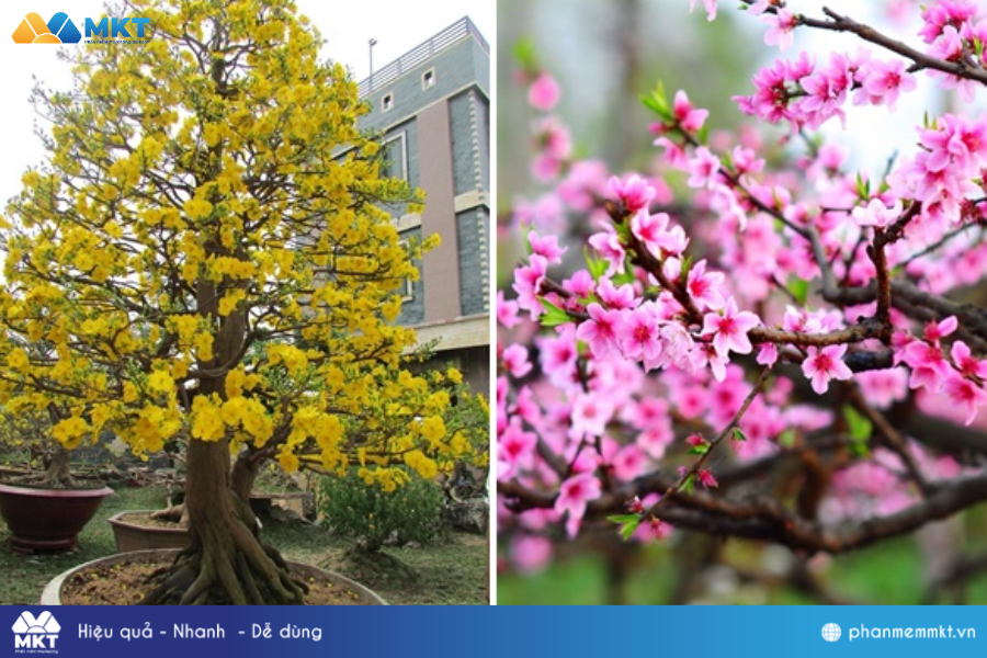 Tết nên tặng quà gì cho bố mẹ